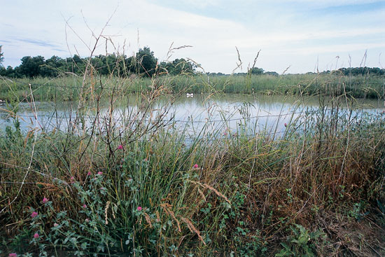 The livestock pond purposely was placed at the land's highest point, so gravity would do the transportation work.